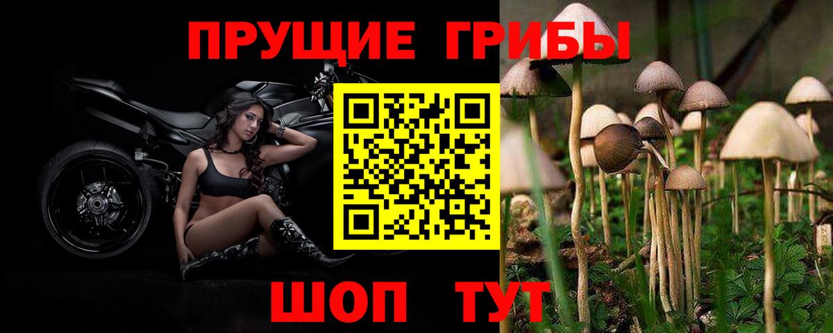 Псилоцибиновые грибы мицелий Лосино-Петровский
